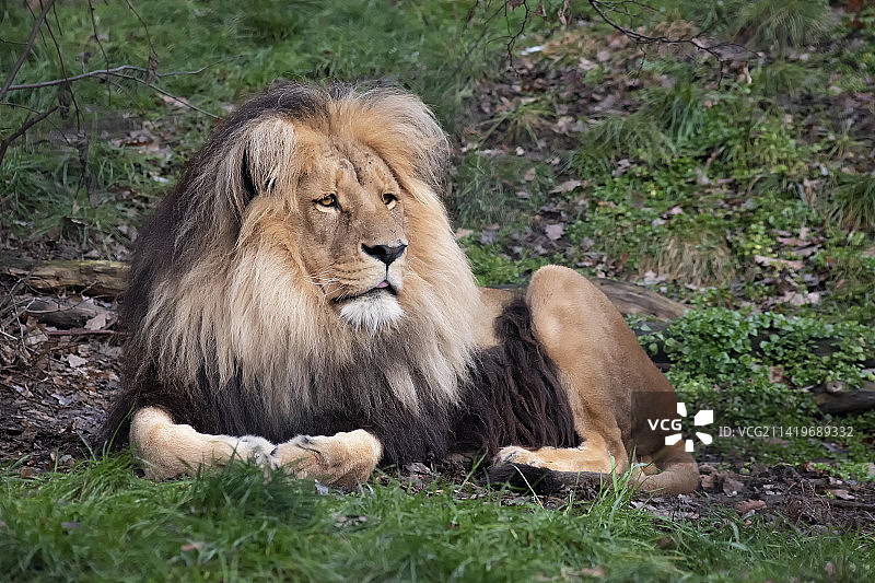 坐在田野里的狮子肖像照，捷克共和国布尔诺图片素材