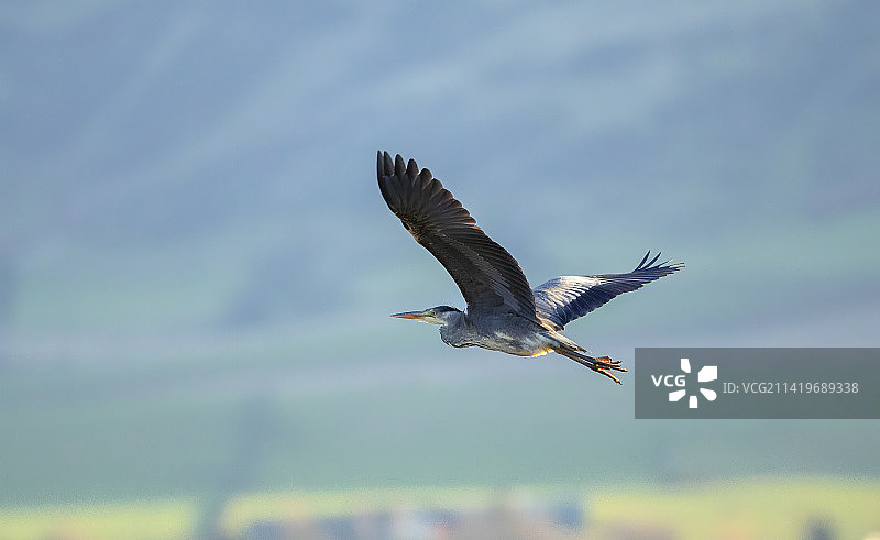 苍鹭飞翔于天空的低角度视图，洛赫莱文，金罗斯，英国图片素材
