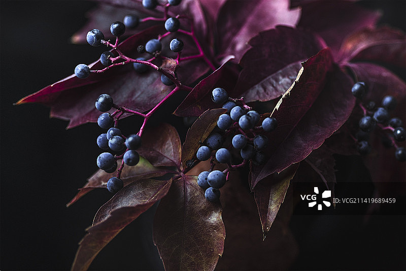 土耳其植物上的浆果特写图片素材