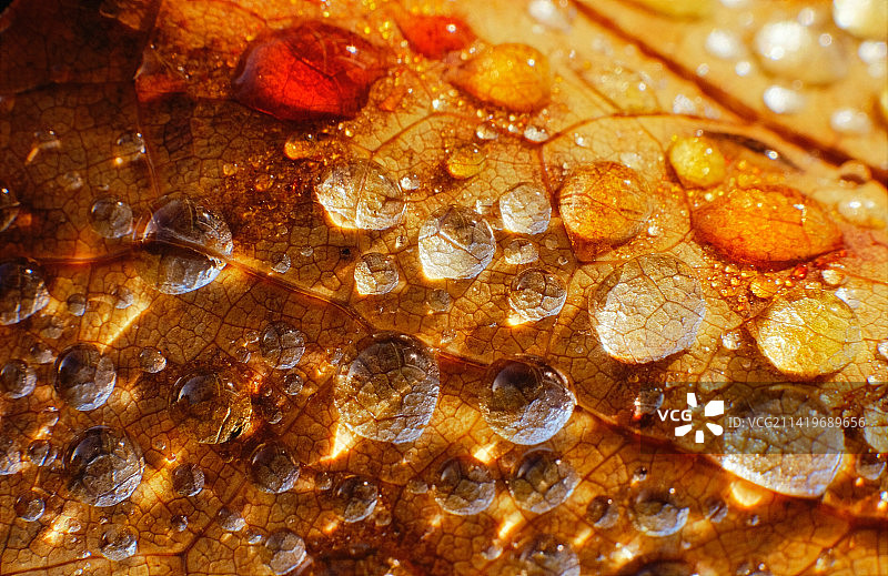 印度尼西亚湿叶特写图片素材