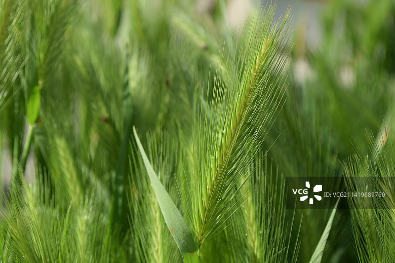 土耳其田野里生长的小麦特写图片素材