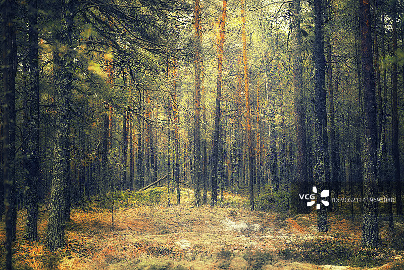 拉脱维亚秋季森林树木景色图片素材