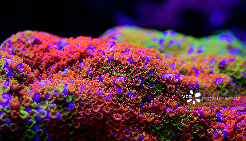 Montipora SPS珊瑚上的彩虹微距珊瑚虫，斯科普里，马其顿图片素材