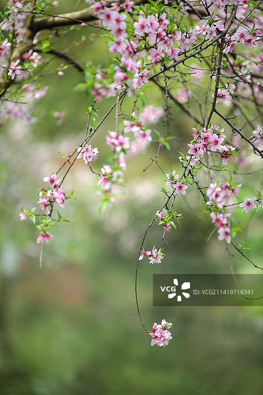 春天盛开的粉色桃花图片素材