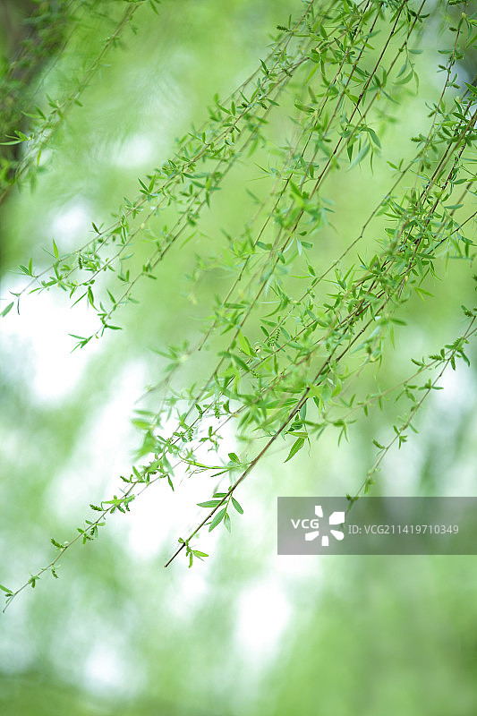 春天西湖柳树新芽嫩绿图片素材