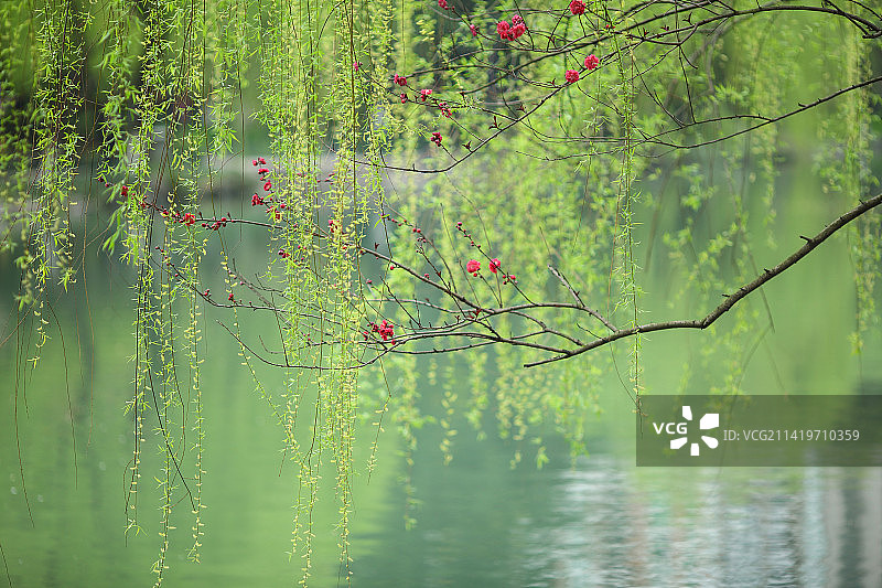 春天杭州西湖柳树桃花图片素材