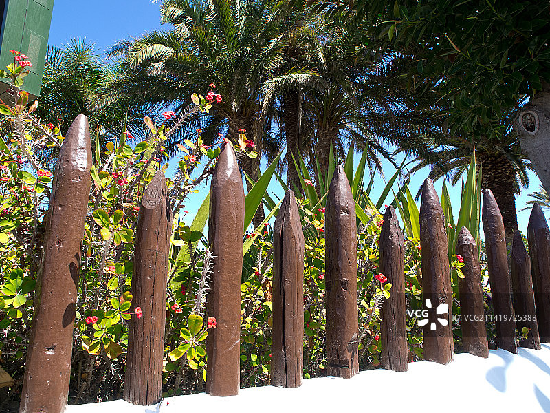 低角度拍摄的棕榈树，西班牙圣克鲁斯-德特内里费拉克鲁斯港图片素材