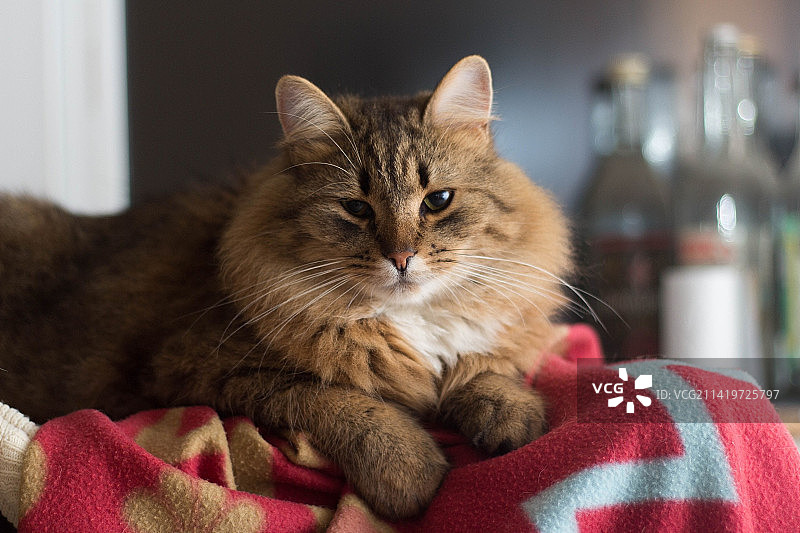 猫咪特写肖像，居家，印度尼西亚图片素材