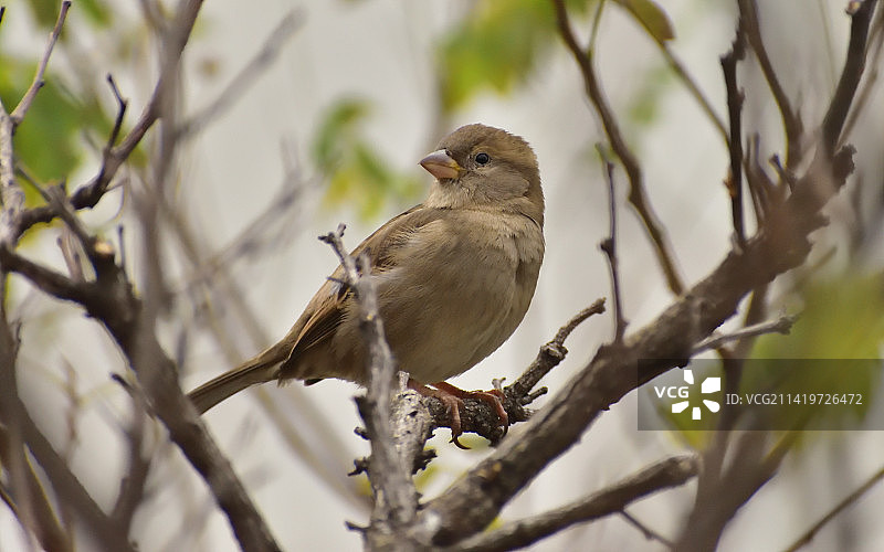 土耳其巴巴罗斯栖息在树枝上的鸣禽麻雀特写图片素材