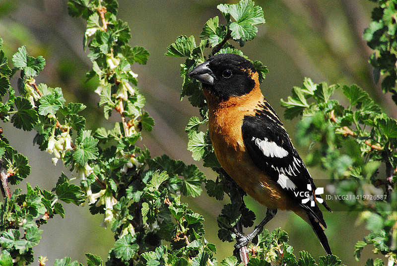 新墨西哥州黑头灰雀特写，美国图片素材