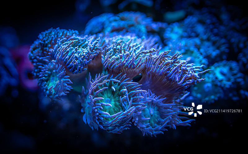 海中游泳的水母特写，印度尼西亚图片素材