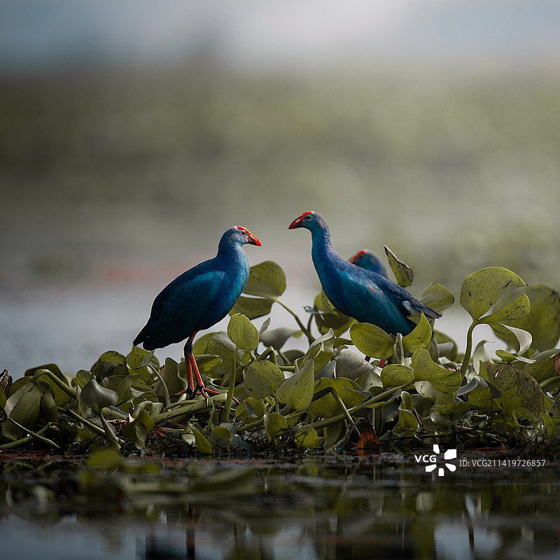印度西孟加拉邦普尔巴斯塔利：栖息在湖上的鸟儿特写图片素材