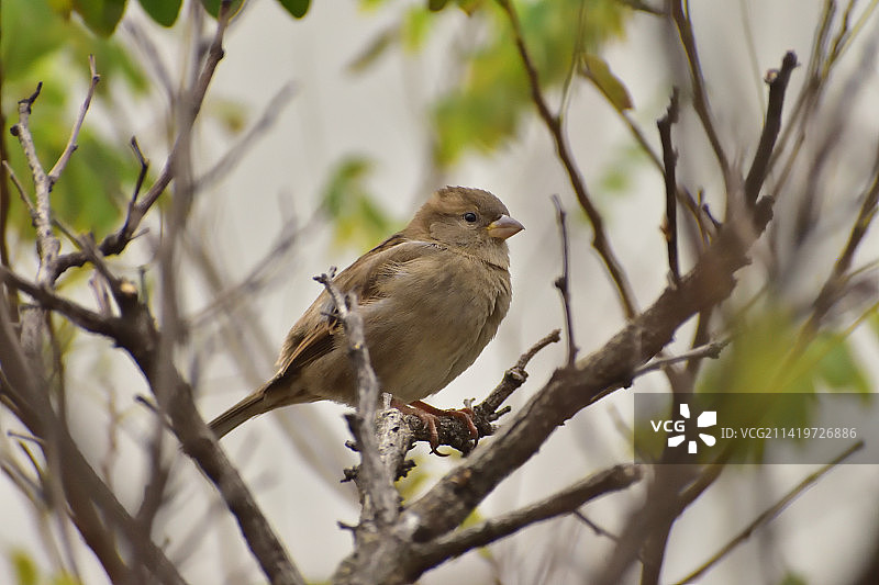 土耳其巴巴罗斯栖息在树枝上的鸣禽麻雀特写图片素材