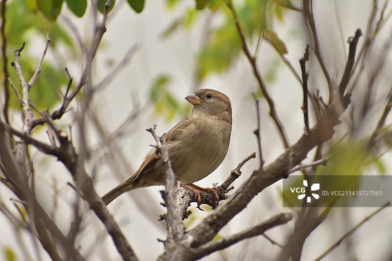 土耳其巴巴罗斯栖息在树枝上的鸣禽麻雀特写图片素材