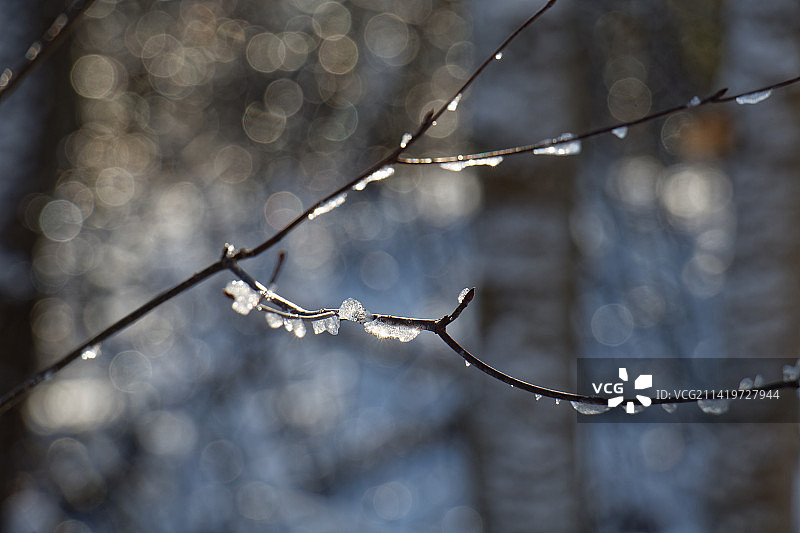 加拿大多伦多列治文山雨季的湿植物特写图片素材