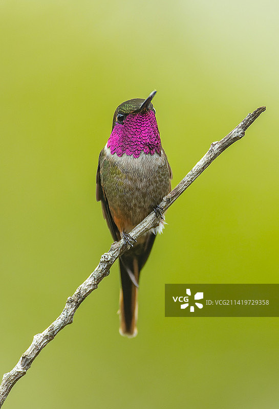 蜂鸟栖息在树枝上的特写镜头，哥斯达黎加图片素材
