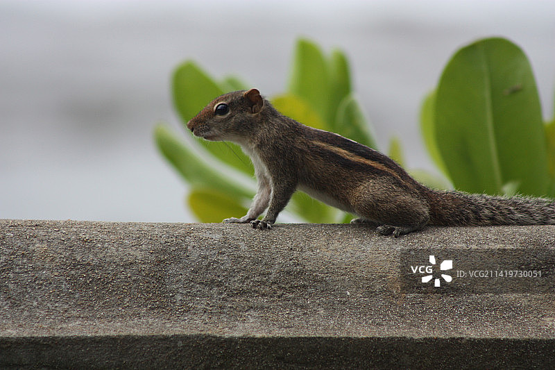 斯里兰卡加勒，花栗鼠坐在挡土墙上的侧面景观图片素材