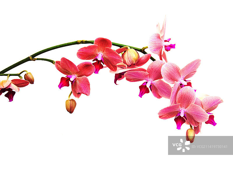 罗马尼亚白色背景下的粉色鲜花特写图片素材