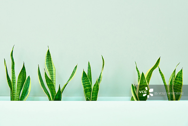 美国白色背景桌子上的树叶特写图片素材