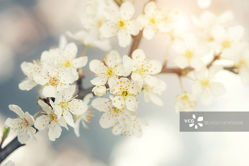 特写：美国白色樱花图片素材