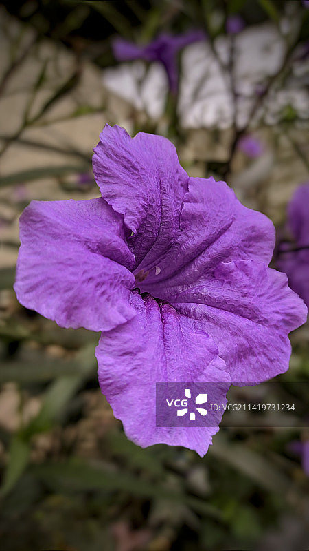 印度尼西亚万丹省的紫色植物特写图片素材