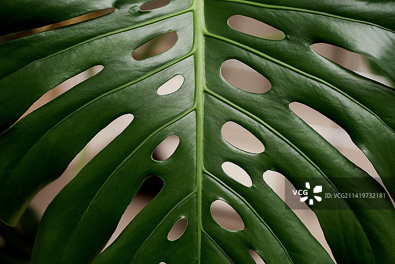 美国树叶全画幅照片图片素材