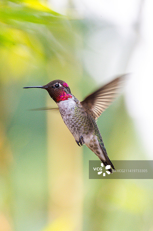 印度尼西亚蜂鸟户外飞行的特写图片素材