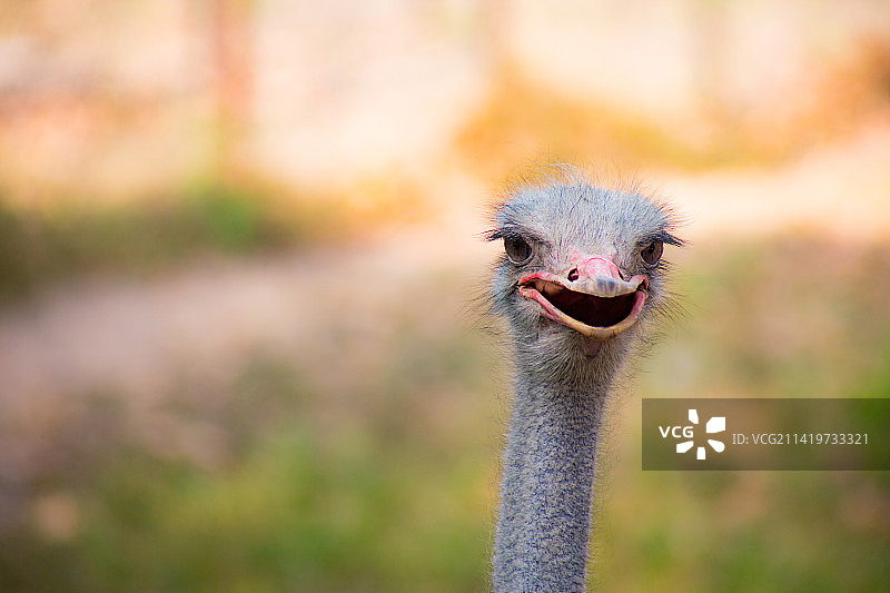 印度特伦甘纳邦海德拉巴的鸵鸟特写图片素材