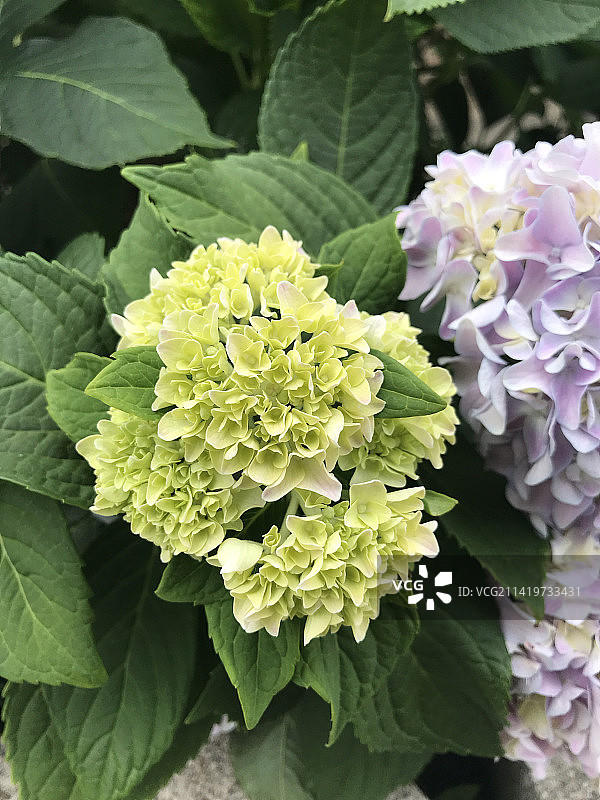 新鲜紫色绣球花特写，美国图片素材