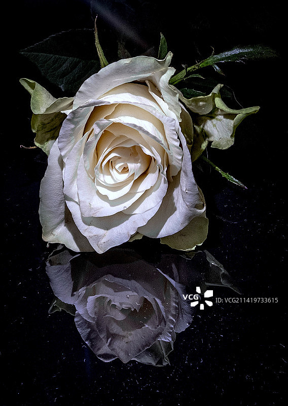 黑背景下的玫瑰花特写图片素材