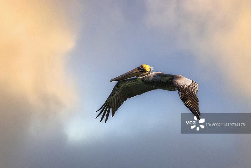 美国佛罗里达州迈阿密海滩飞翔的鹈鹕仰视视角图片素材