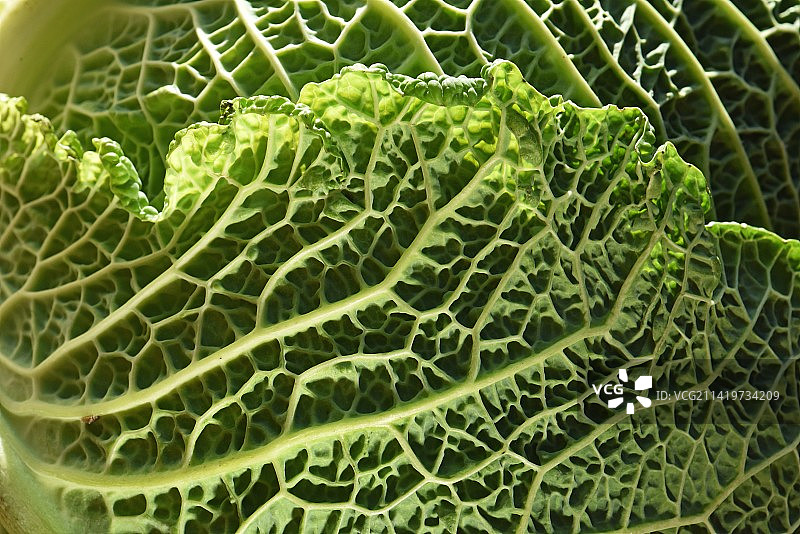 法国卷心菜全画幅照片图片素材