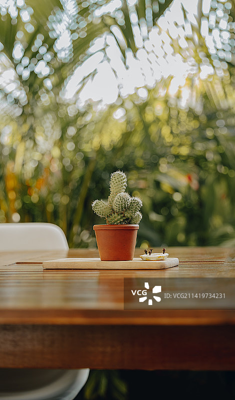 桌上的盆栽特写，罗安达，安哥拉图片素材