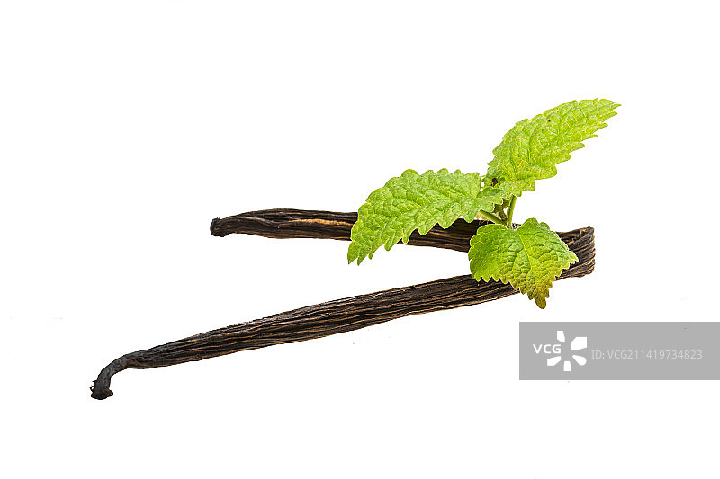 罗马尼亚的植物特写，白色背景图片素材