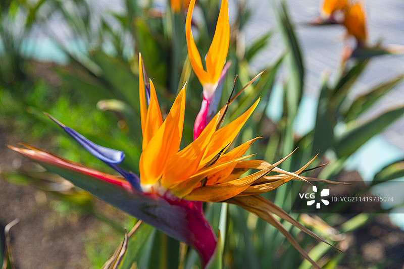 橙色花朵特写，罗马尼亚图片素材