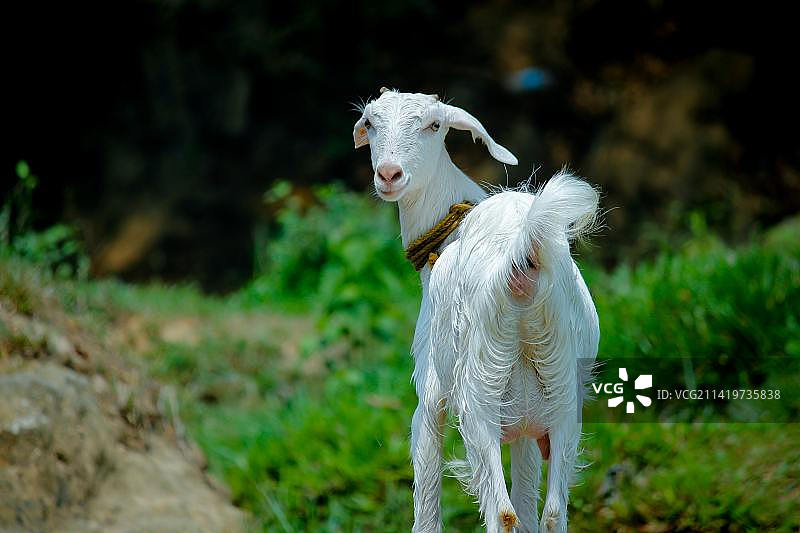 白色马匹站在印度尼西亚田野上的特写图片素材