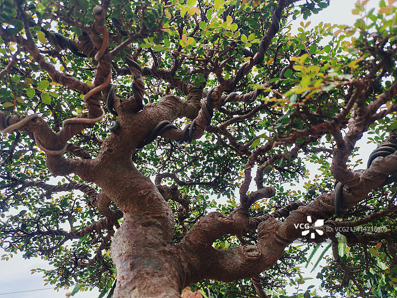 仰视天空下的树木，马贾伦卡，印度尼西亚图片素材