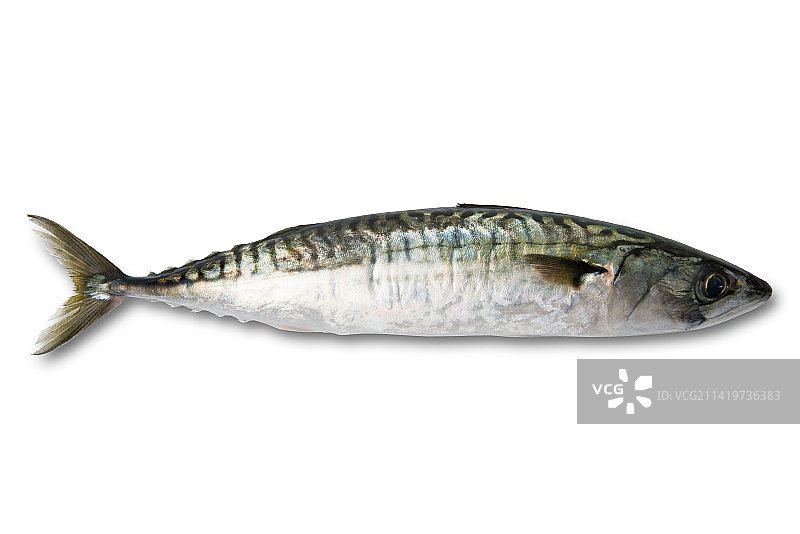 白色背景下的鲭鱼特写，罗马尼亚图片素材