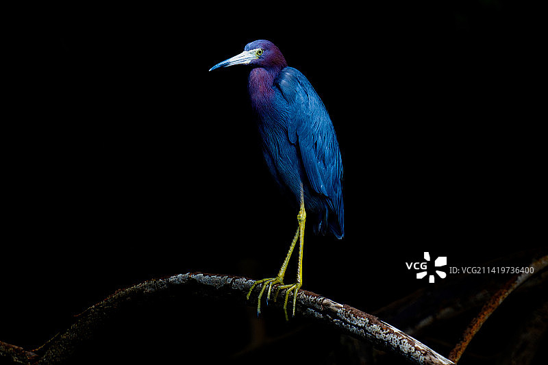 栖息在树枝上的苍鹭特写，位于哥伦比亚惠拉图片素材