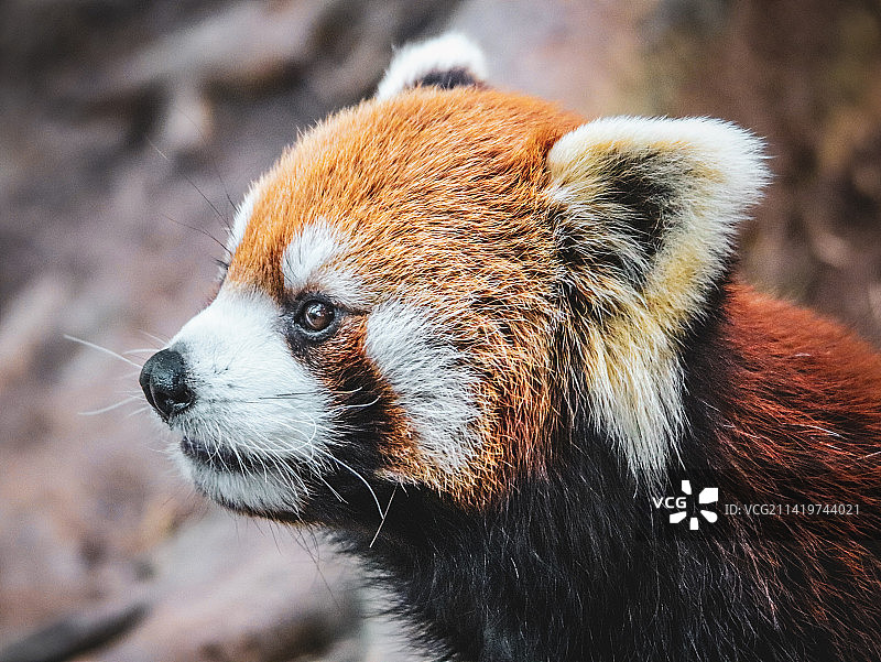 中国广东省深圳市：熊的特写图片素材