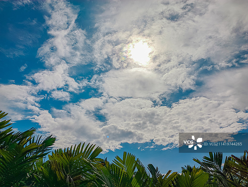印度尼西亚：棕榈树的仰视视角图片素材