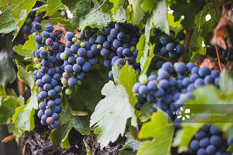 阿根廷门多萨省葡萄园特写图片素材