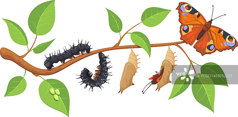 卡通绿色背景上的蝴蝶变态阶段图片素材