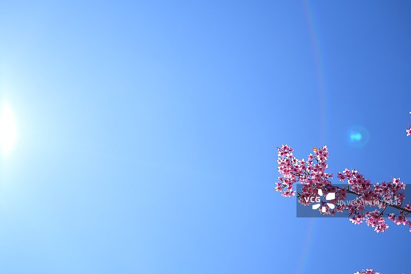 樱花光晕图片素材