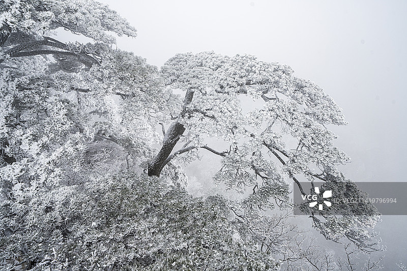 黄山冬雪图片素材