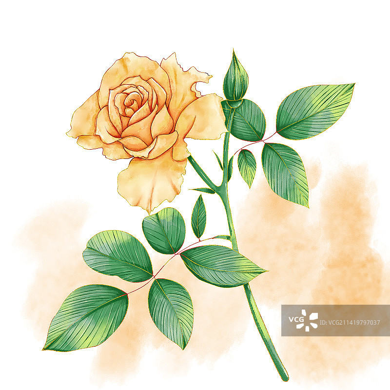 白色背景下玫瑰植物的特写镜头图片素材