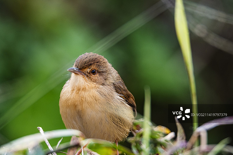 一只圆敦敦的黄腹鹪莺图片素材