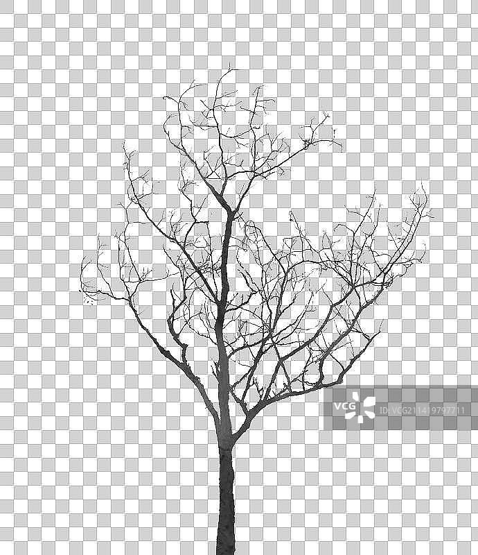 冬天枯树素材图片素材