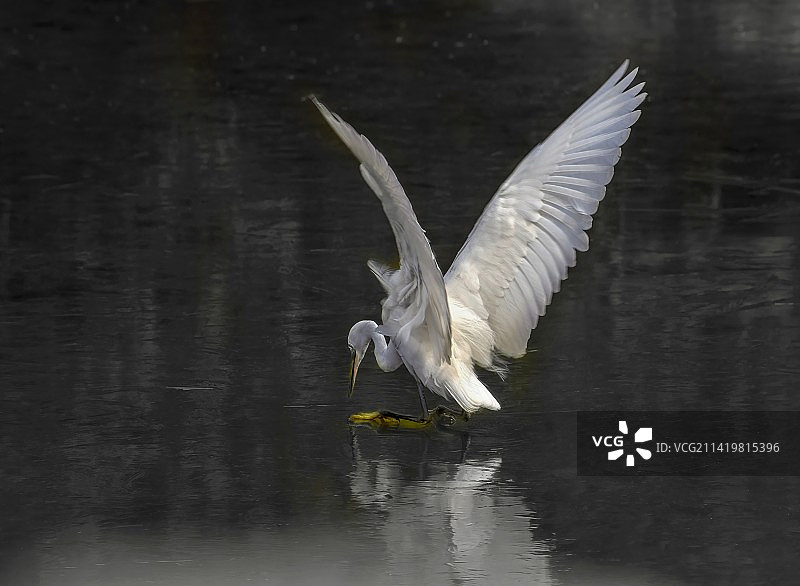 冰之舞～～白鹭图片素材