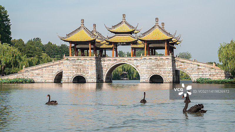 五亭桥下的黑天鹅图片素材